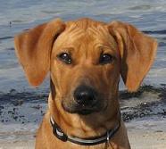 Atilas kleine Freundin Amira