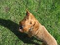 Irish Terrier Karlchen