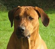 Kimi, Atilas Halbbruder :-)