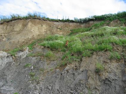 Atila in Steilküste