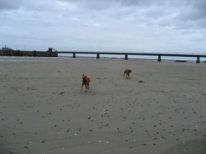 Ayron und Atila in weiter Ferne